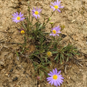 Calotis scabiosifolia var. integrifolia at Stromlo, ACT - suppressed