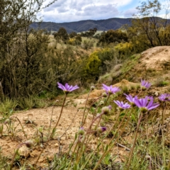 Calotis scabiosifolia var. integrifolia at Stromlo, ACT - suppressed