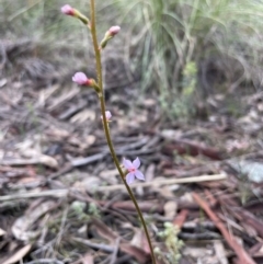 Stylidium (genus) (Trigger Plant) at Downer, ACT - 3 Oct 2021 by RudyW