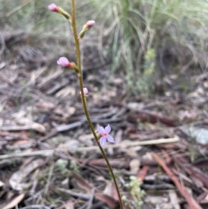 Stylidium sp. at Downer, ACT - 3 Oct 2021