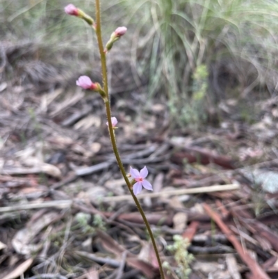 Stylidium sp. (Trigger Plant) at Black Mountain - 2 Oct 2021 by RudyW