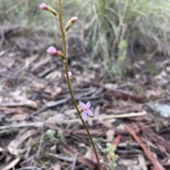 Stylidium sp. (Trigger Plant) at Point 20 - 2 Oct 2021 by RudyW
