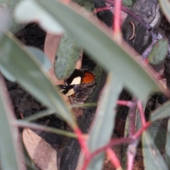 Vanessa itea (Yellow Admiral) at Namadgi National Park - 3 Oct 2021 by RAllen