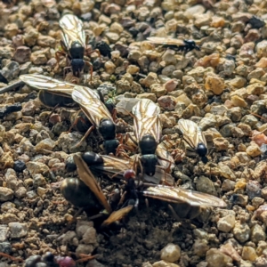 Iridomyrmex purpureus at Stromlo, ACT - 3 Oct 2021