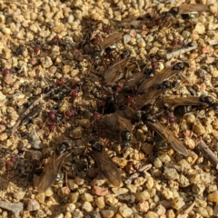 Iridomyrmex purpureus at Stromlo, ACT - 3 Oct 2021