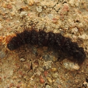 Amata (genus) at Stromlo, ACT - 3 Oct 2021