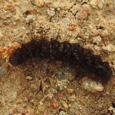 Amata (genus) (Handmaiden Moth) at Stromlo, ACT - 3 Oct 2021 by HelenCross