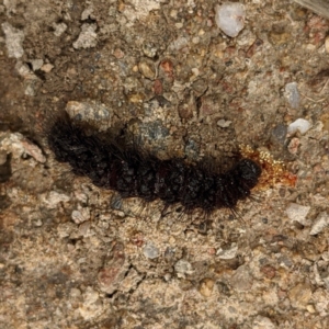 Amata (genus) at Stromlo, ACT - 3 Oct 2021