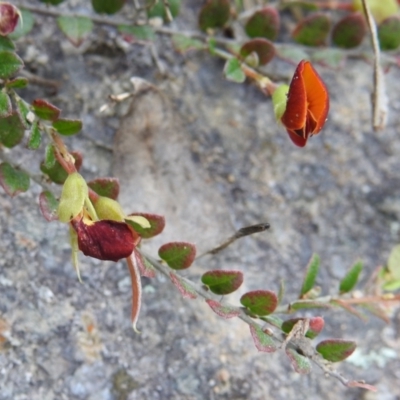 Bossiaea buxifolia (Matted Bossiaea) at Bullen Range - 3 Oct 2021 by HelenCross