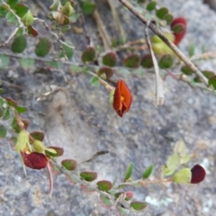 Bossiaea buxifolia at Stromlo, ACT - 3 Oct 2021