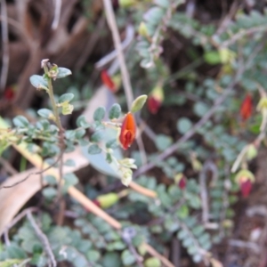 Bossiaea buxifolia at Stromlo, ACT - 3 Oct 2021 03:45 PM