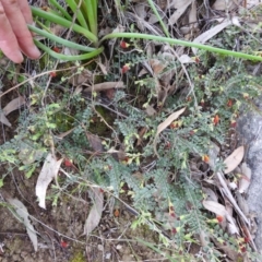 Bossiaea buxifolia at Stromlo, ACT - 3 Oct 2021