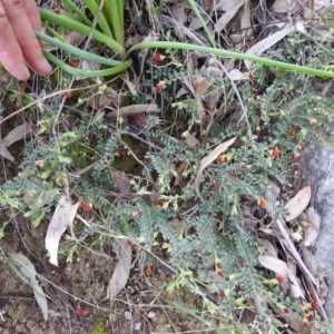 Bossiaea buxifolia at Stromlo, ACT - 3 Oct 2021 03:45 PM