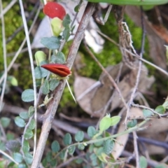 Bossiaea buxifolia at Stromlo, ACT - 3 Oct 2021