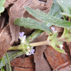 Ajuga australis (Austral Bugle) at Bullen Range - 3 Oct 2021 by HelenCross