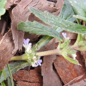 Ajuga australis at Stromlo, ACT - 3 Oct 2021