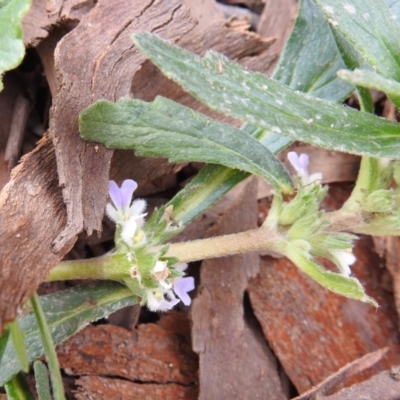 Ajuga australis (Austral Bugle) at Bullen Range - 3 Oct 2021 by HelenCross