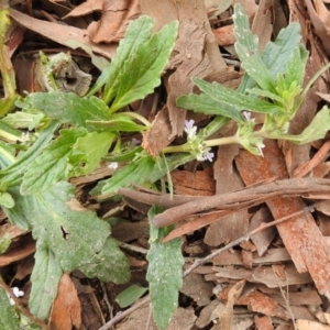 Ajuga australis at Stromlo, ACT - 3 Oct 2021