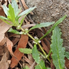 Ajuga australis at Stromlo, ACT - 3 Oct 2021 03:55 PM