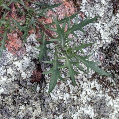 Isotoma axillaris (Australian Harebell, Showy Isotome) at Woomargama National Park - 2 Oct 2021 by Darcy