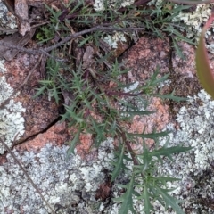 Isotoma axillaris at Talmalmo, NSW - 2 Oct 2021 12:16 PM