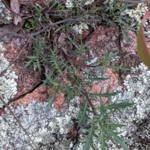 Isotoma axillaris at Talmalmo, NSW - 2 Oct 2021