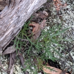 Isotoma axillaris at Talmalmo, NSW - 2 Oct 2021 12:16 PM