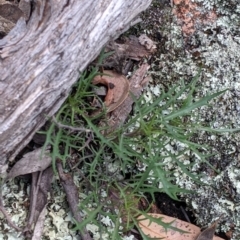 Isotoma axillaris at Talmalmo, NSW - 2 Oct 2021