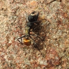Polyrhachis ammon (Golden-spined Ant, Golden Ant) at Stromlo, ACT - 3 Oct 2021 by HelenCross