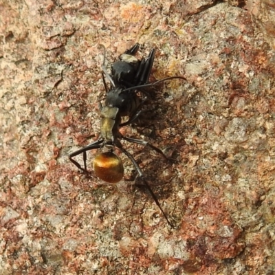 Polyrhachis ammon (Golden-spined Ant, Golden Ant) at Bullen Range - 3 Oct 2021 by HelenCross