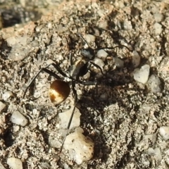 Polyrhachis ammon at Stromlo, ACT - 3 Oct 2021