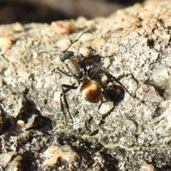 Polyrhachis ammon at Stromlo, ACT - 3 Oct 2021