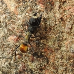 Polyrhachis ammon at Stromlo, ACT - 3 Oct 2021