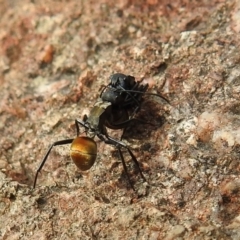 Polyrhachis ammon at Stromlo, ACT - 3 Oct 2021