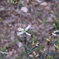 Brachyloma daphnoides (Daphne Heath) at Woomargama National Park - 2 Oct 2021 by Darcy