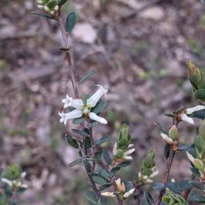 Brachyloma daphnoides (Daphne Heath) at Woomargama, NSW - 2 Oct 2021 by Darcy