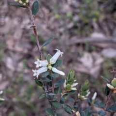 Brachyloma daphnoides at Woomargama, NSW - 2 Oct 2021 12:17 PM