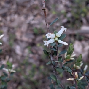 Brachyloma daphnoides at Woomargama, NSW - 2 Oct 2021