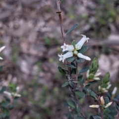 Brachyloma daphnoides at Woomargama, NSW - 2 Oct 2021