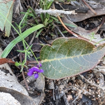 Hardenbergia violacea (False Sarsaparilla) at Woomargama National Park - 2 Oct 2021 by Darcy