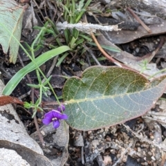 Hardenbergia violacea at Woomargama, NSW - 2 Oct 2021