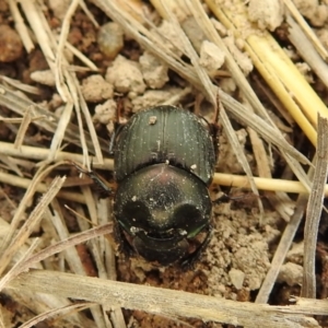 Onthophagus australis at Stromlo, ACT - 3 Oct 2021
