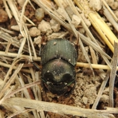Onthophagus australis (Southern dung beetle) at Bullen Range - 3 Oct 2021 by HelenCross