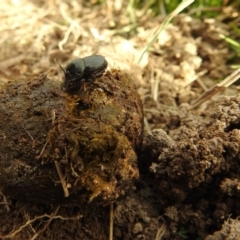 Onthophagus australis at Stromlo, ACT - 3 Oct 2021