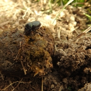 Onthophagus australis at Stromlo, ACT - 3 Oct 2021