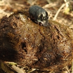 Onthophagus australis at Stromlo, ACT - 3 Oct 2021