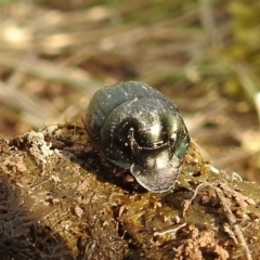 Onthophagus australis at Stromlo, ACT - 3 Oct 2021