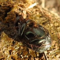 Onthophagus australis at Stromlo, ACT - 3 Oct 2021