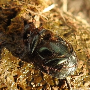 Onthophagus australis at Stromlo, ACT - 3 Oct 2021