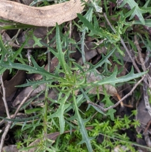 Isotoma axillaris at Talmalmo, NSW - 2 Oct 2021 12:22 PM